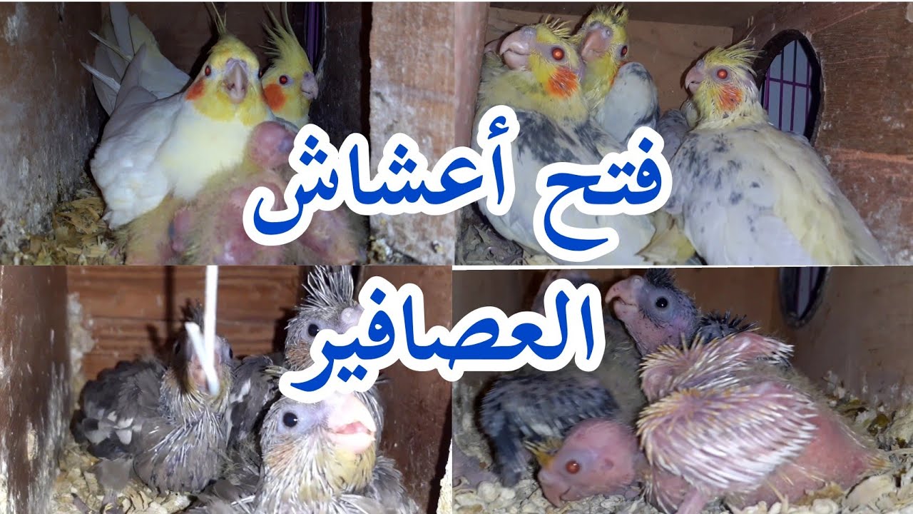 فتح أعشاش العصافير
