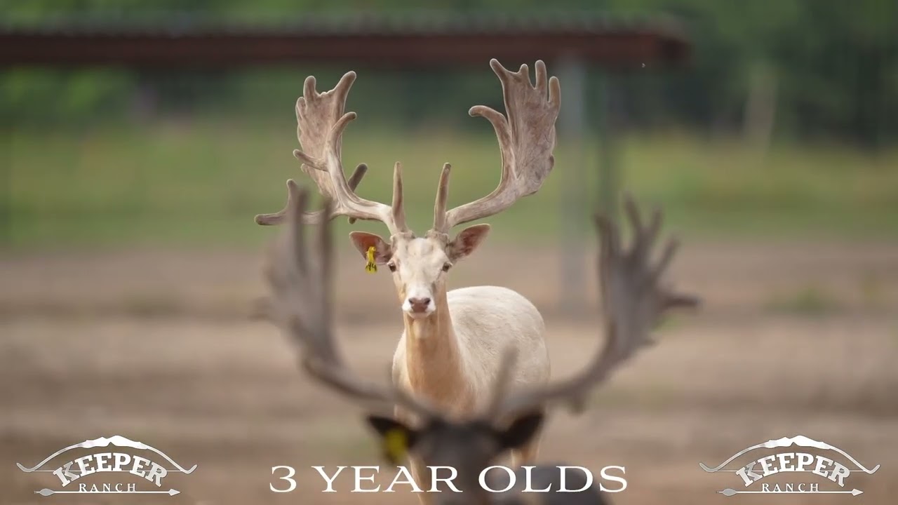 3 Year old Fallow bucks.
