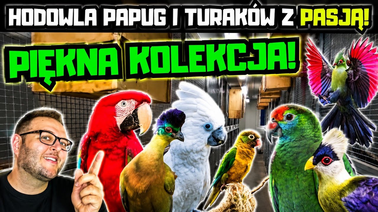 BREEDING PARROTS AND TURACOS WITH PASSION! BEAUTIFUL COLLECTION OF BIRDS!