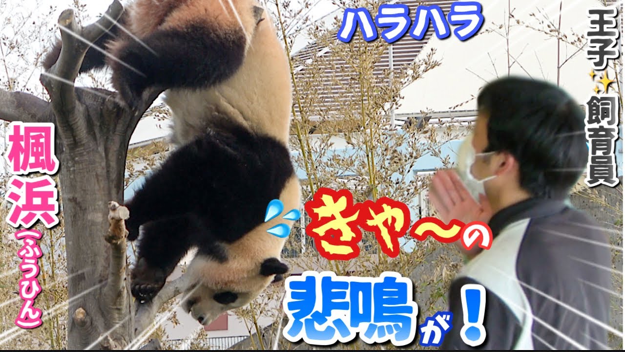【パンダアイドル楓浜】王子飼育員登場でテンションアップ🐼登頂したあと逆さ宙吊りに危な〜い💦の声が❗️