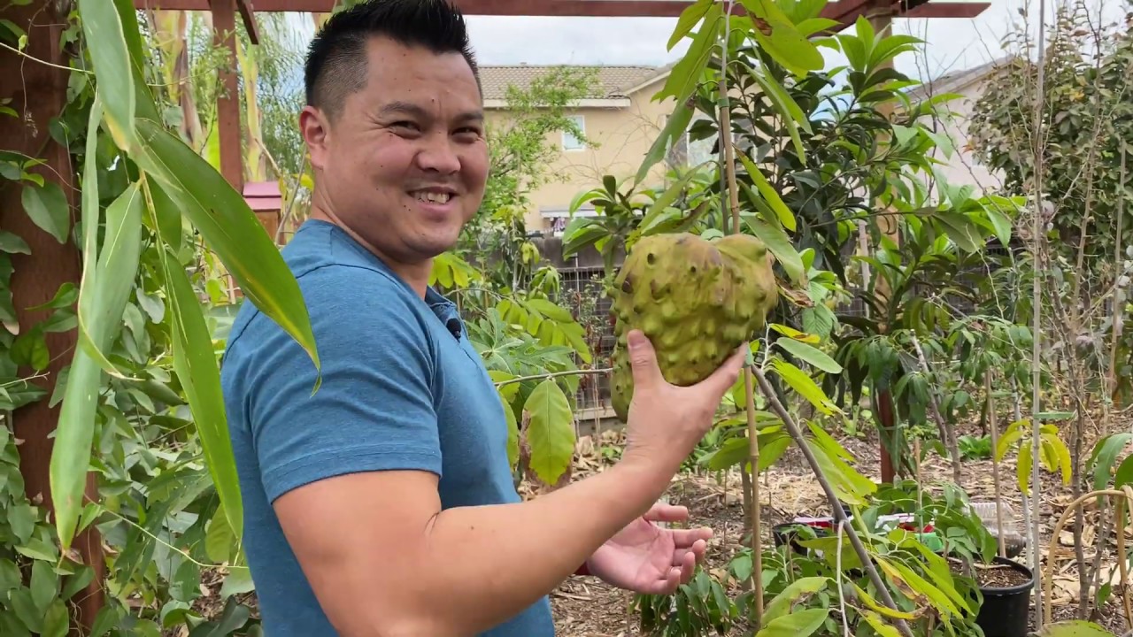 Atemoya & Cherimoya Tree Update