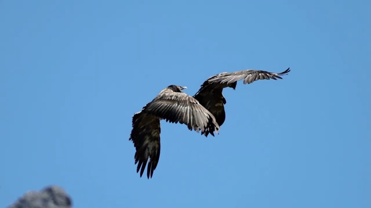Gipeto - gipeti in volo