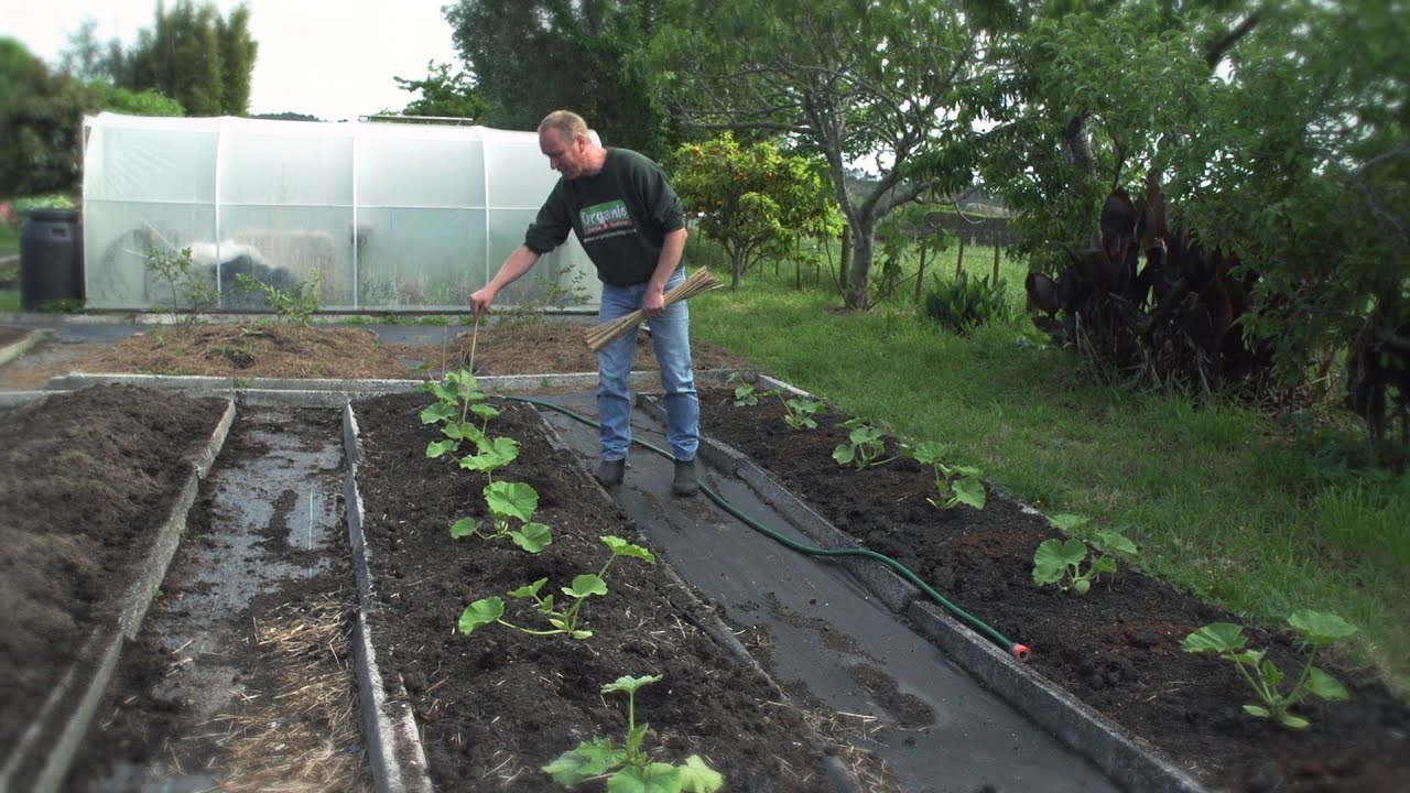 How To Plant Pumpkins, Zucchinis And Cucumbers