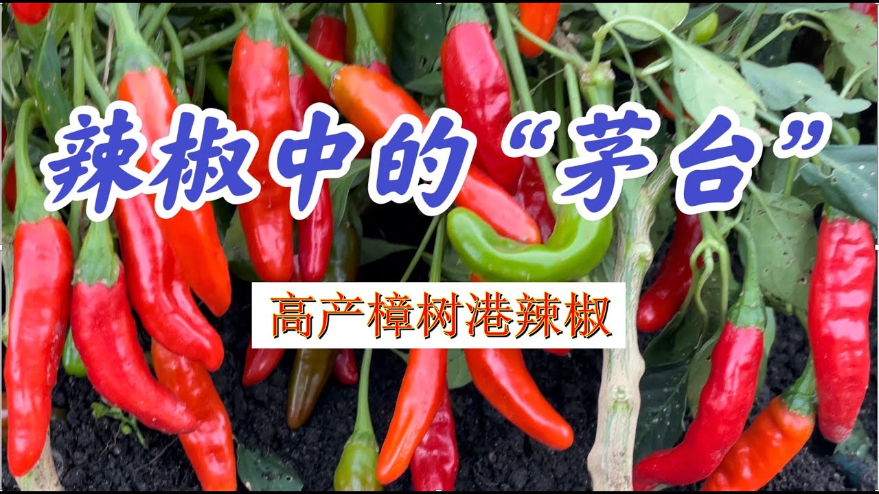 辣椒中的“茅台” - 樟树港辣椒。最高产，最值得种植的辣椒。#家庭有机种植