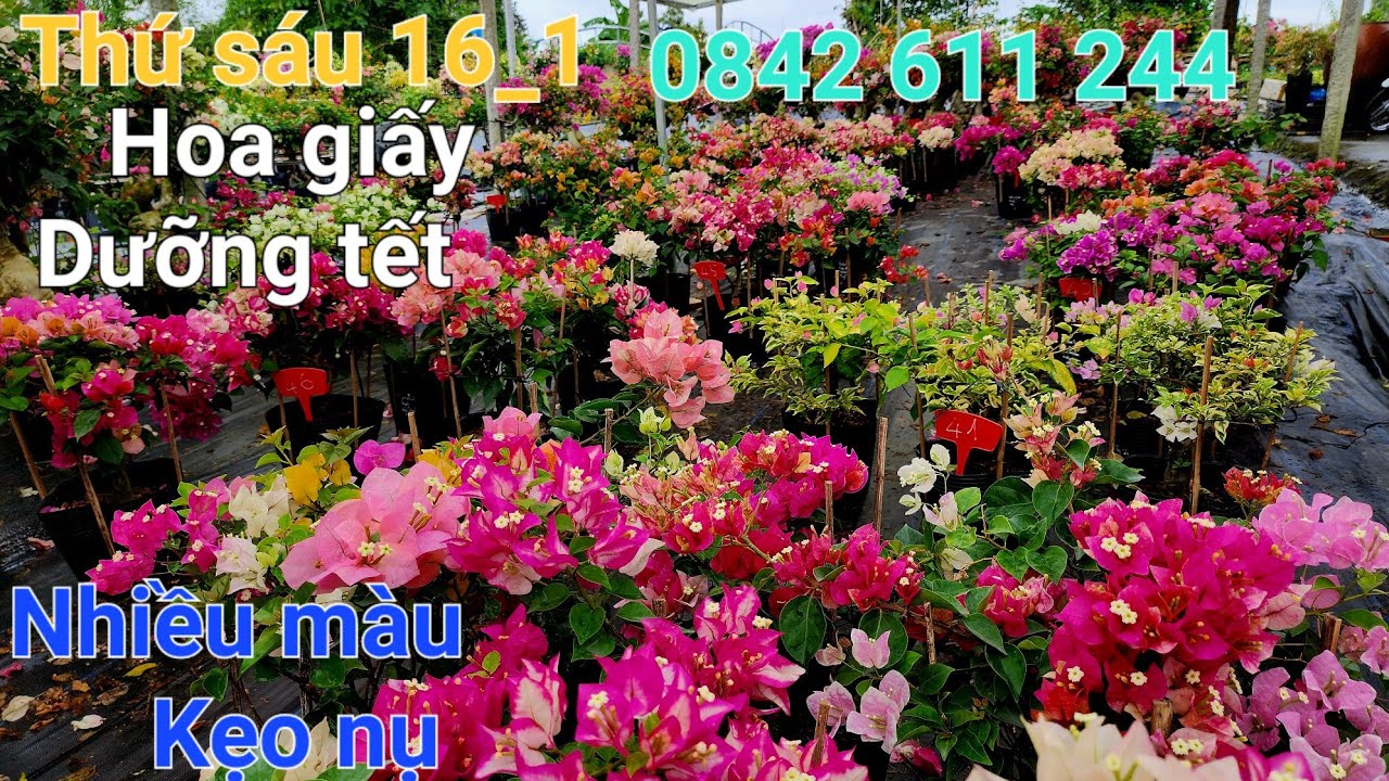 Ngày 16_1_2026 hoa giấy dưỡng tết kẹo nụ Chào bán ☎️ 0842 611 244. CTMT 