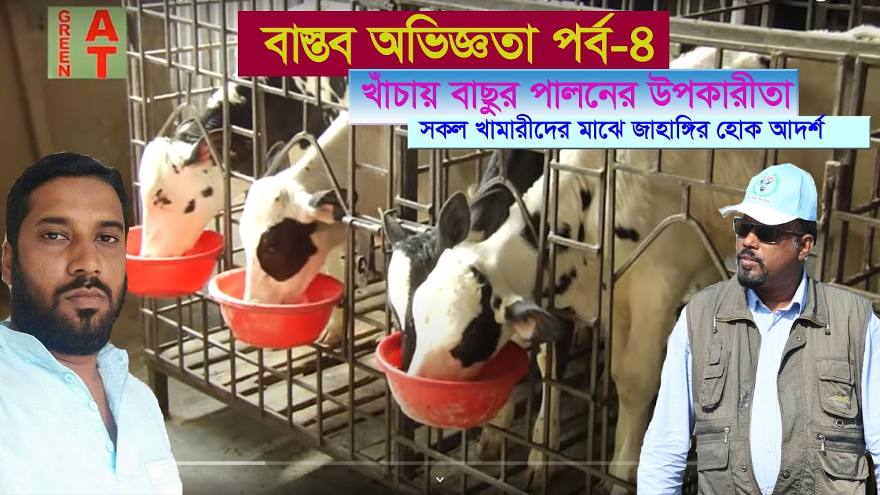 ডেইরি খামারে উত্তম বাছুর তৈরী করবেন কিভাবে | Calf Care | Shefali Dairy