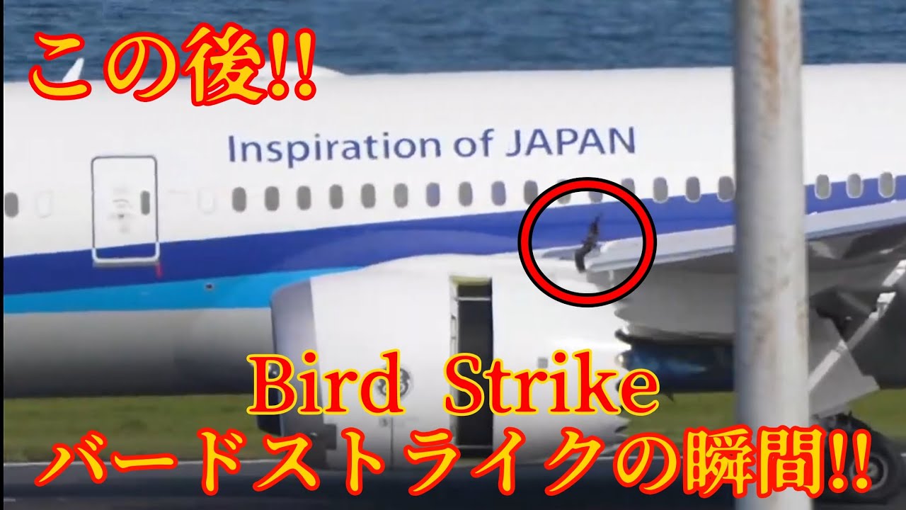 バードストライクの瞬間！！[Bird Strike] Tokyo International Airport Haneda 羽田空港 '25/11/4