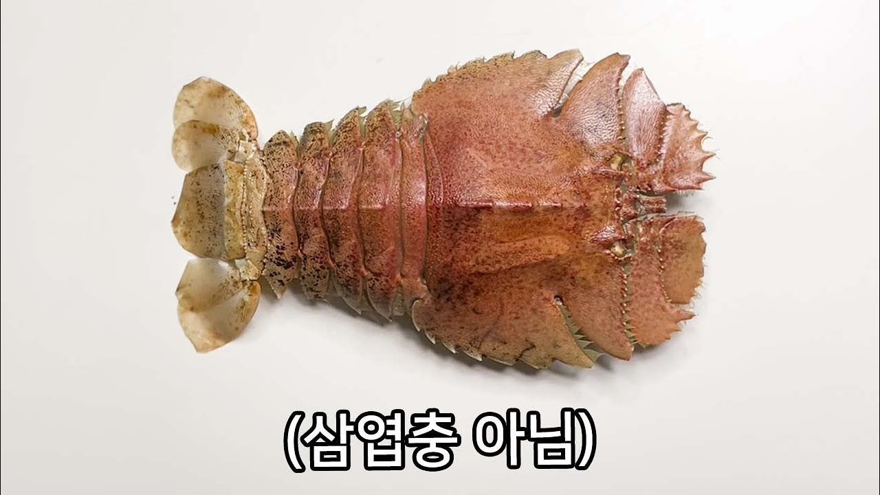 이 생물은 우리나라 바다에 아주 많습니다.. - 부채새우 해부