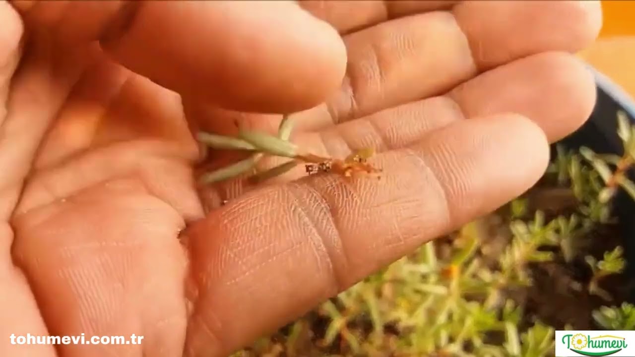 katmerli ipek çiçeği  kedi tırnağı  tohum ekimi