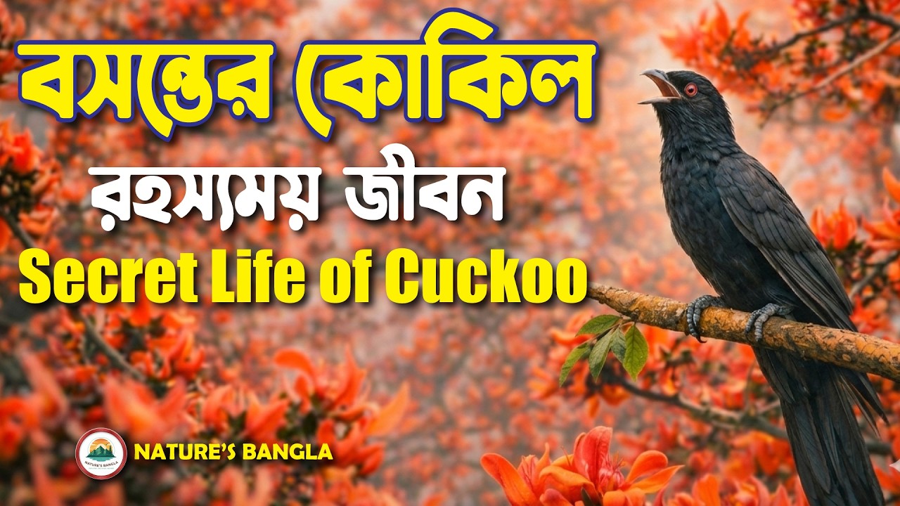 বসন্তের কোকিল: রহস্যময় জীবন | The Secret Life of the Cuckoo | Nature's Bangla