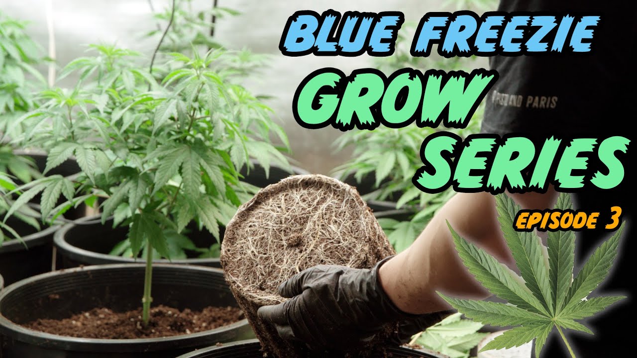How to Grow Fully Organic Indoor Cannabis - The Vegetative Stage - Blue Freezie Grow Series [Ep.03]