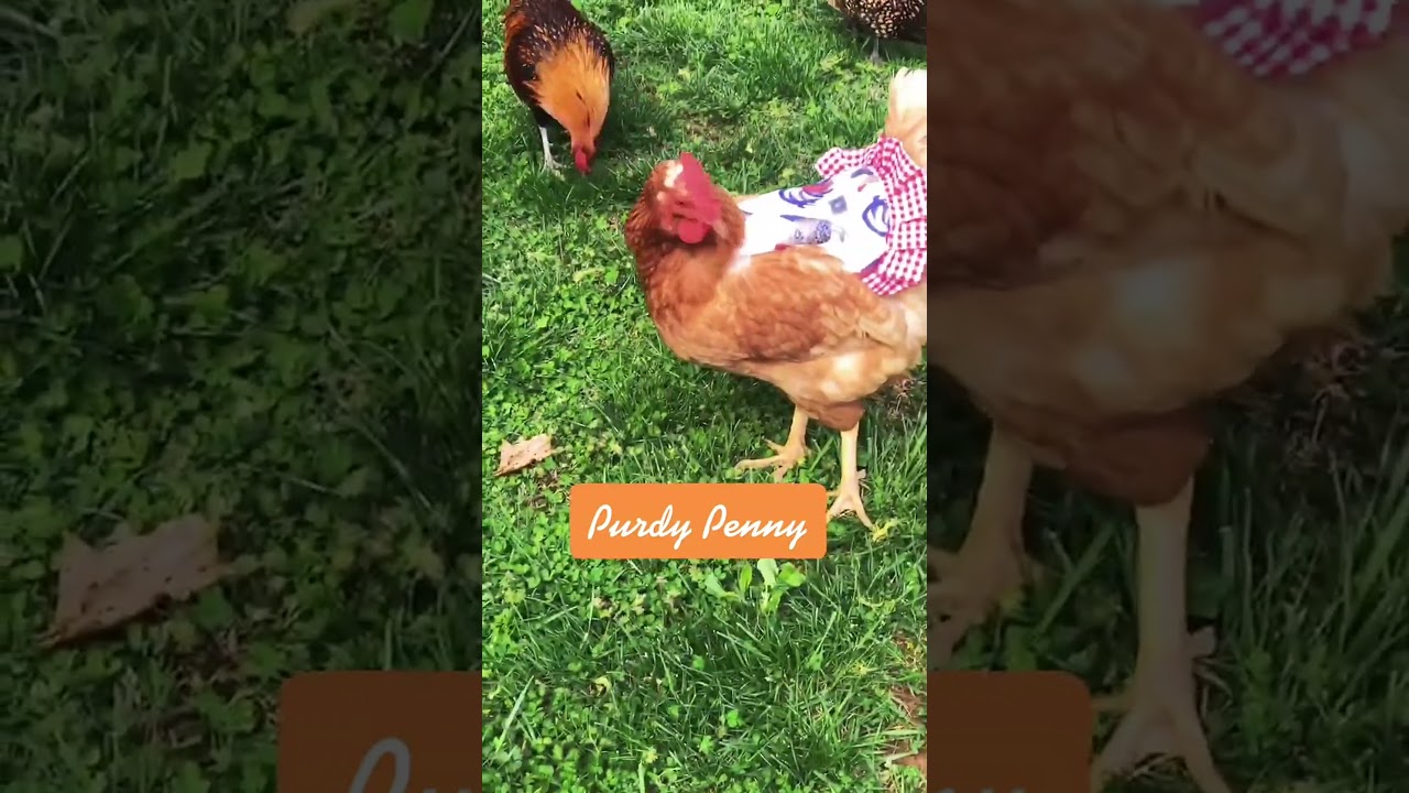 Adorable pet chickens in style 
