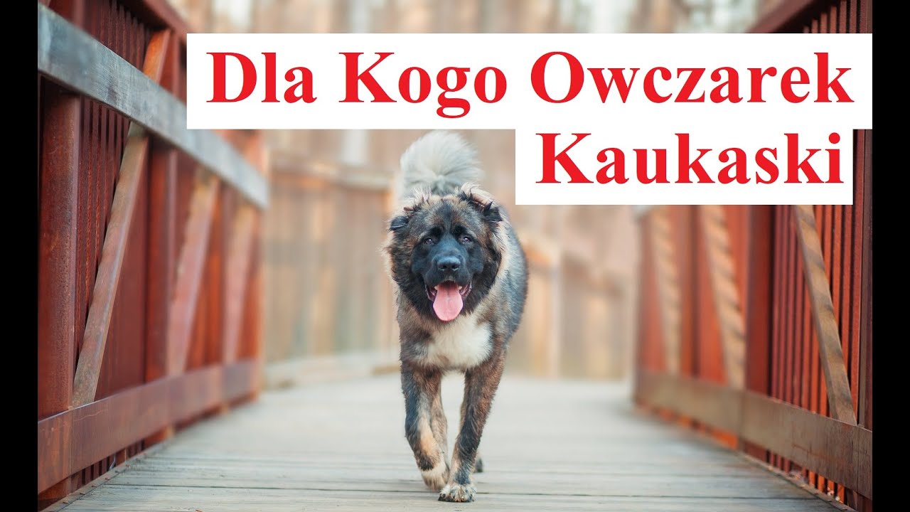 Dla Kogo Owczarek Kaukaski