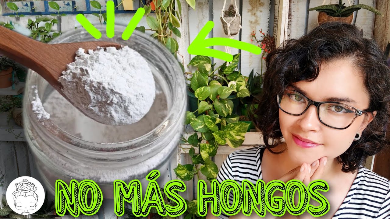 3 USOS DE LA CAL PARA UN JARDÍN MÁGICO/ COMO USAR CAL CORRECTAMENTE 🌵✨💚✨💚🌵