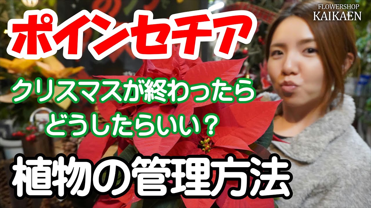 ポインセチア　クリスマスが終わったら　どうしたらいい？　短日処理　半分でカット　放ったらかし　管理方法【おうちでガーデニング】開花園チャンネル
