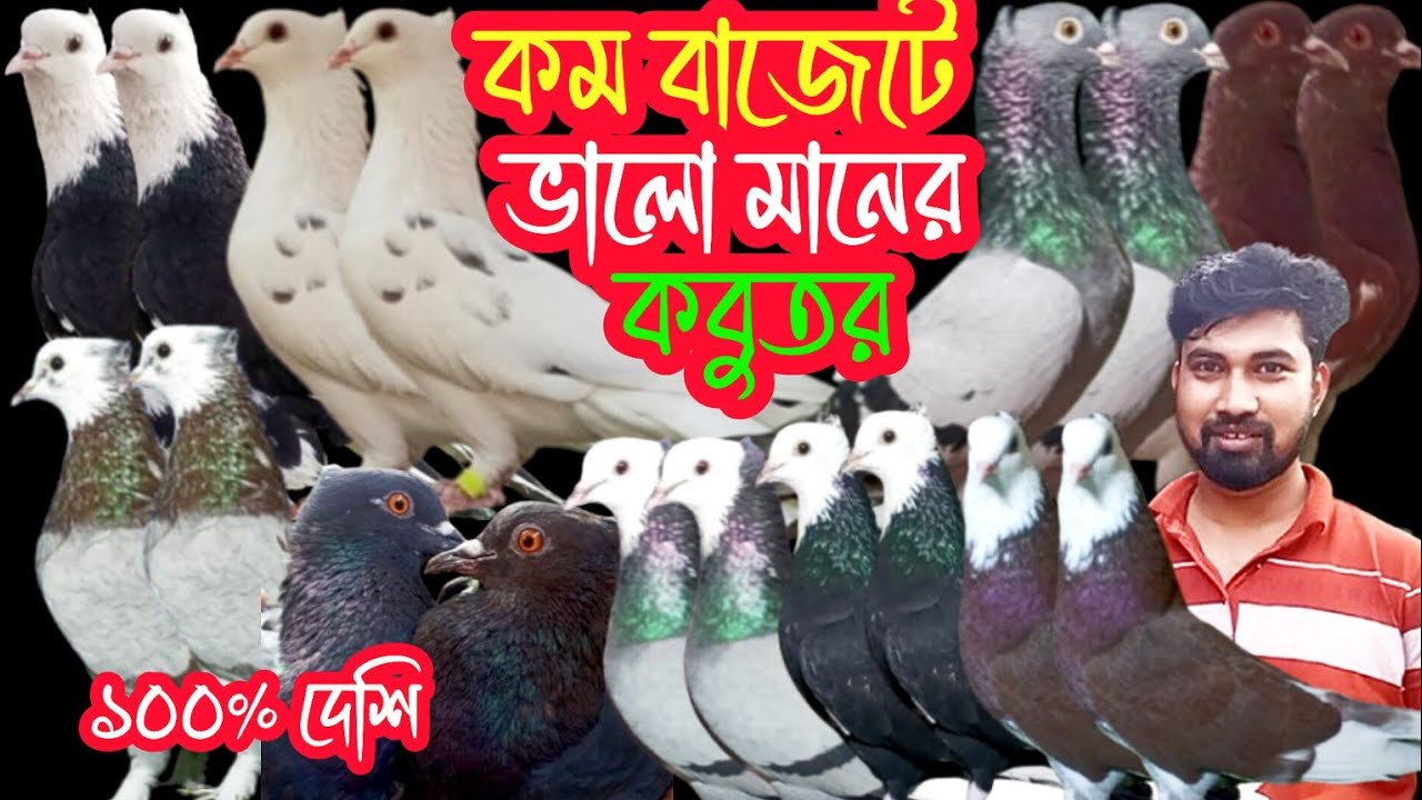 আকর্ষণীয় দামে কম বাজেটে বিভিন্ন ধরনের রংবেরঙের কবুতর কিনুন #কবুতর