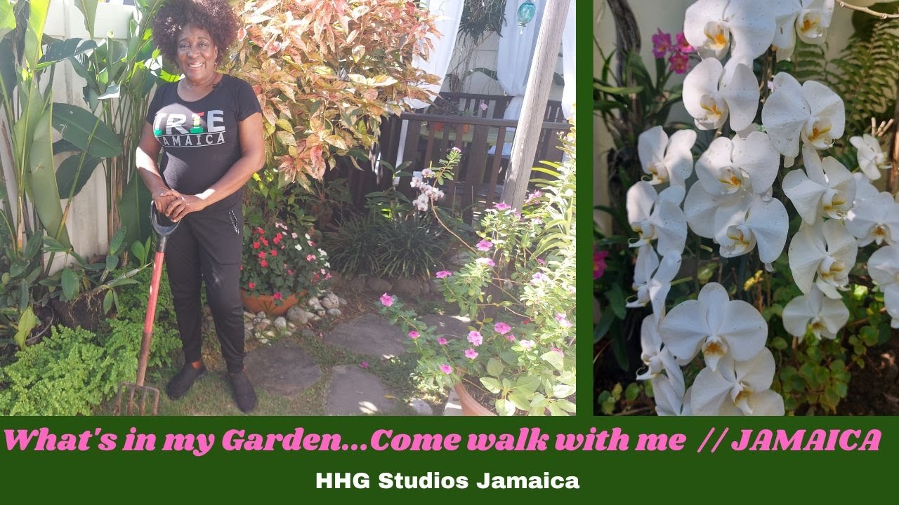 What's in My Garden...Come walk with me || JAMAICA