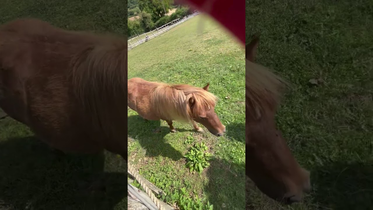 Mindfulness with Shetland ponies