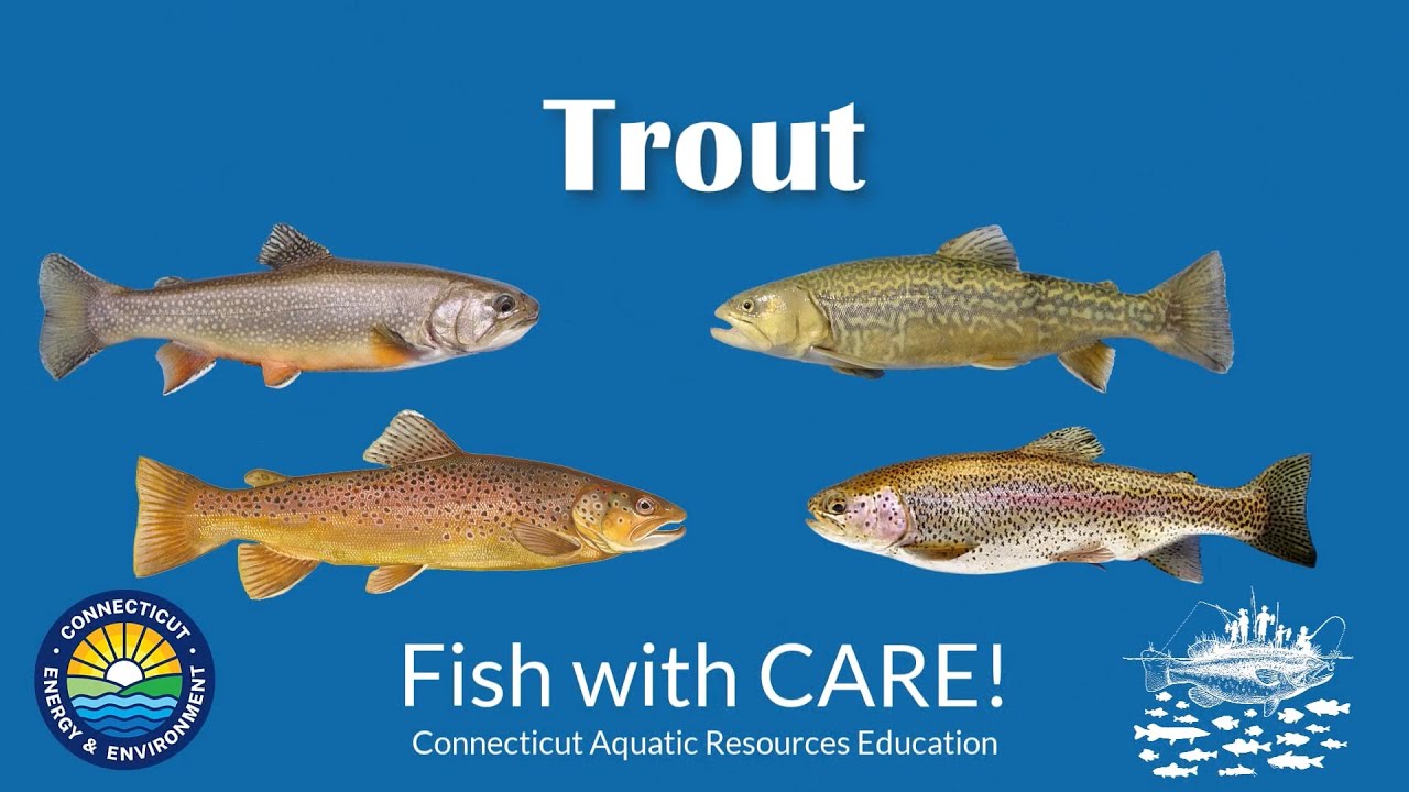Catching Trout: Brook, Brown, Rainbow and Tiger - CT Youth Fishing Passport
