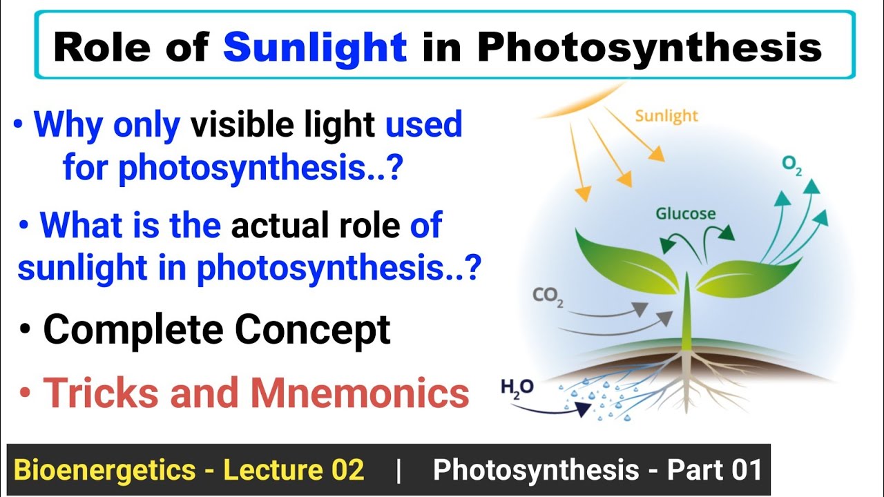 Role of Sunlight in Photosynthesis | Bioenergetics | Complete Concept