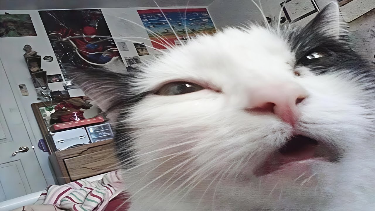 cats acting weird
