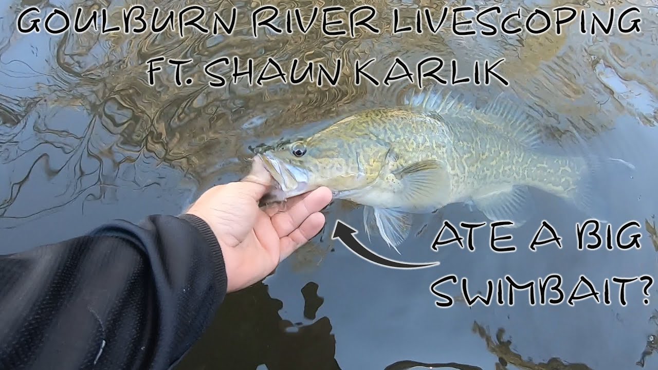 Swimbait Fishing Murray Cod On LIVESCOPE Goulburn River! #livescope #cod #fishing