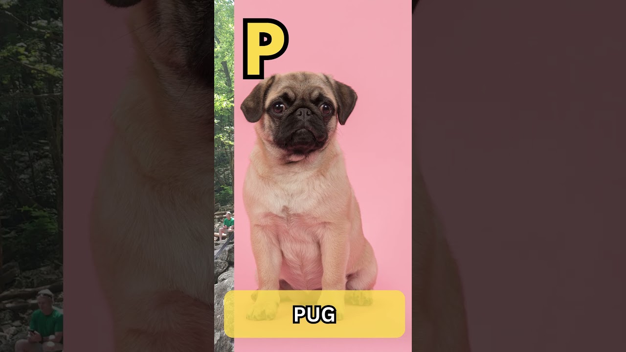 ABC Dog Song for Kids | Learn Dog Breeds from A to Z | Fun Phonics Learning with Dogs #abcd #shorts