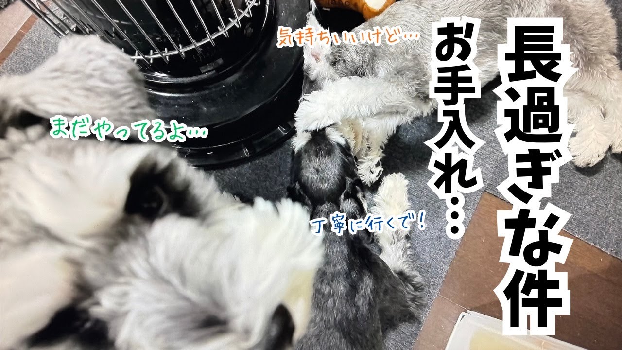 【愛犬の日常】先輩お得意なお手入れがとーーっても長い件
