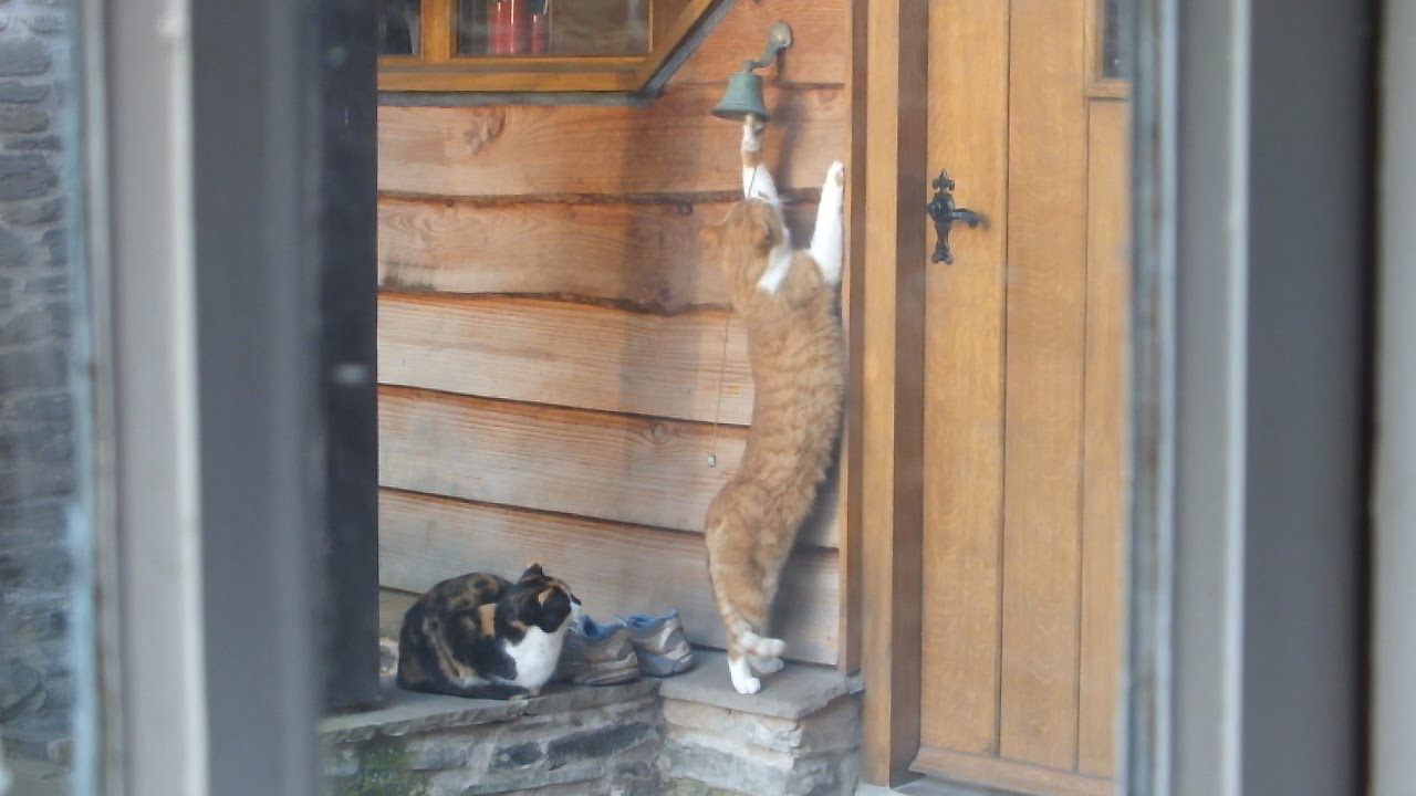 The incredible cat that rings the doorbell