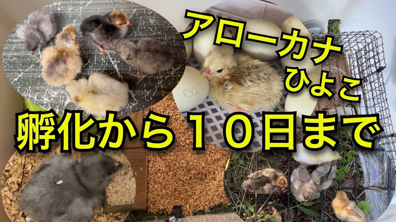 アローカナのヒヨコが生まれてから10日まで