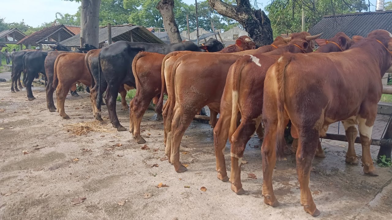 Harga bakalan jantan pak supri pasar hewan Muntilan awal Februari 2025