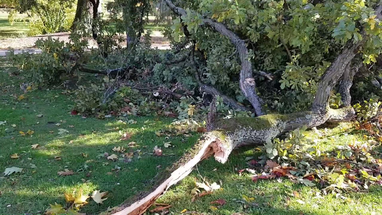 Temp&ecirc;te Barbara : plusieurs arbres d&eacute;racin&eacute;s &agrave; Pau