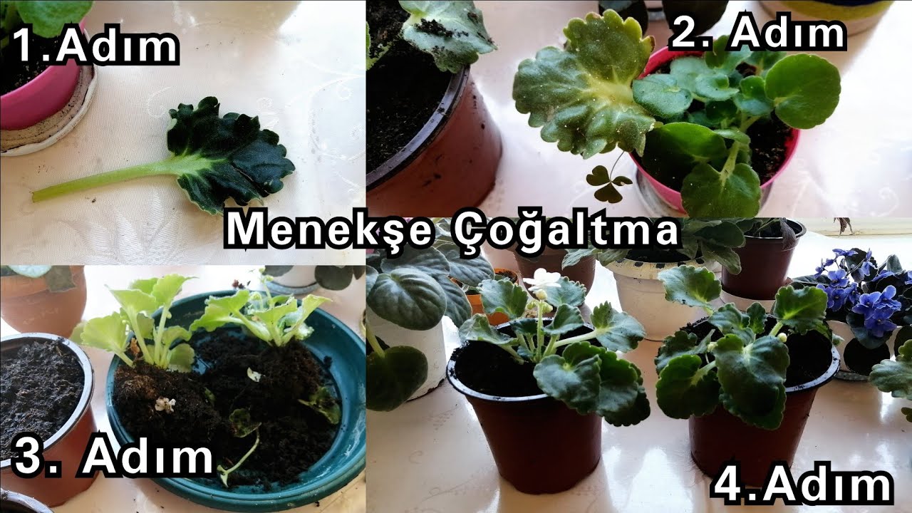 Menekşe Yavru Ayırma. Menekşe Çoğaltma. Menekşe Bakımı. Africa violet.