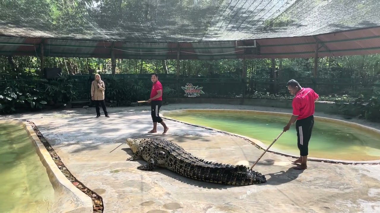 Crocodile show at Crocodile AdventureLand #langkawi #malaysia