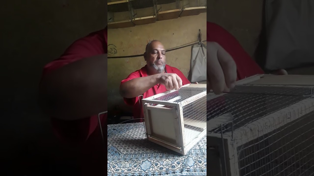 مصيده العرسه