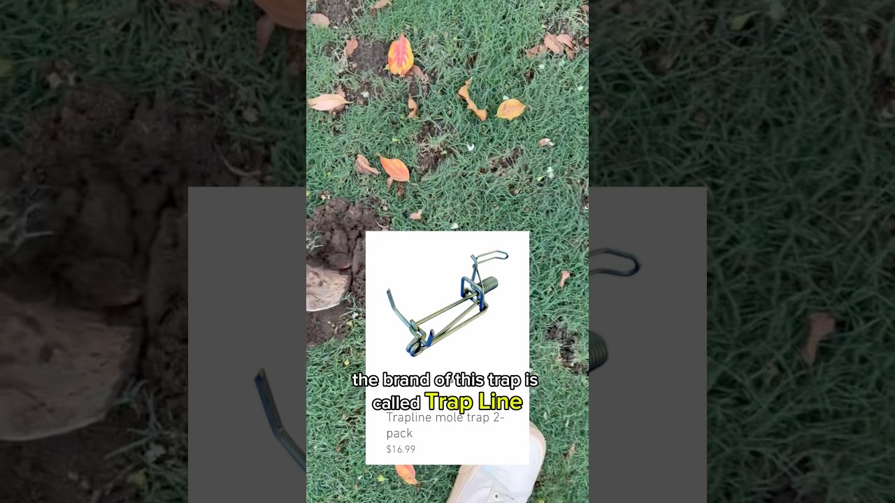 Moles part 1 - Trapping moles in lawn with Trapline mole traps