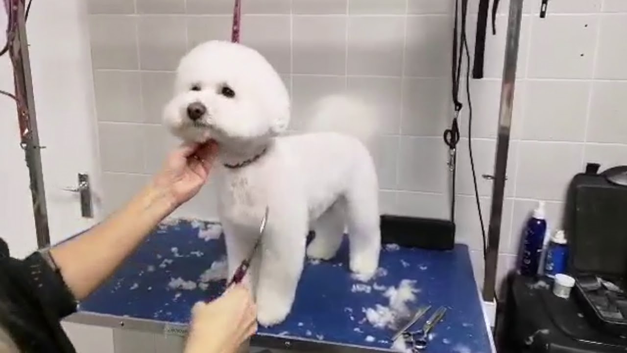 Cute Cutz Gooming by Melinda