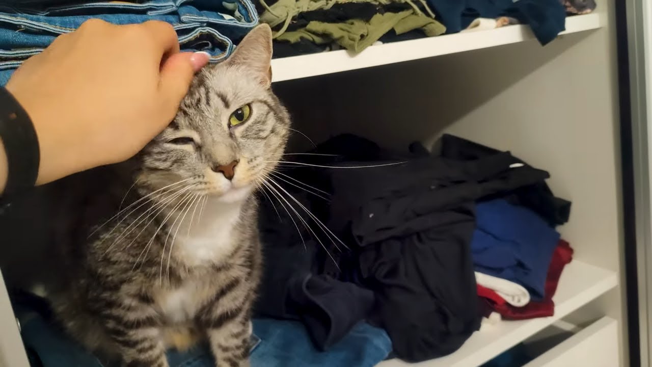 Pobudka i pogawędka z silver tabby
