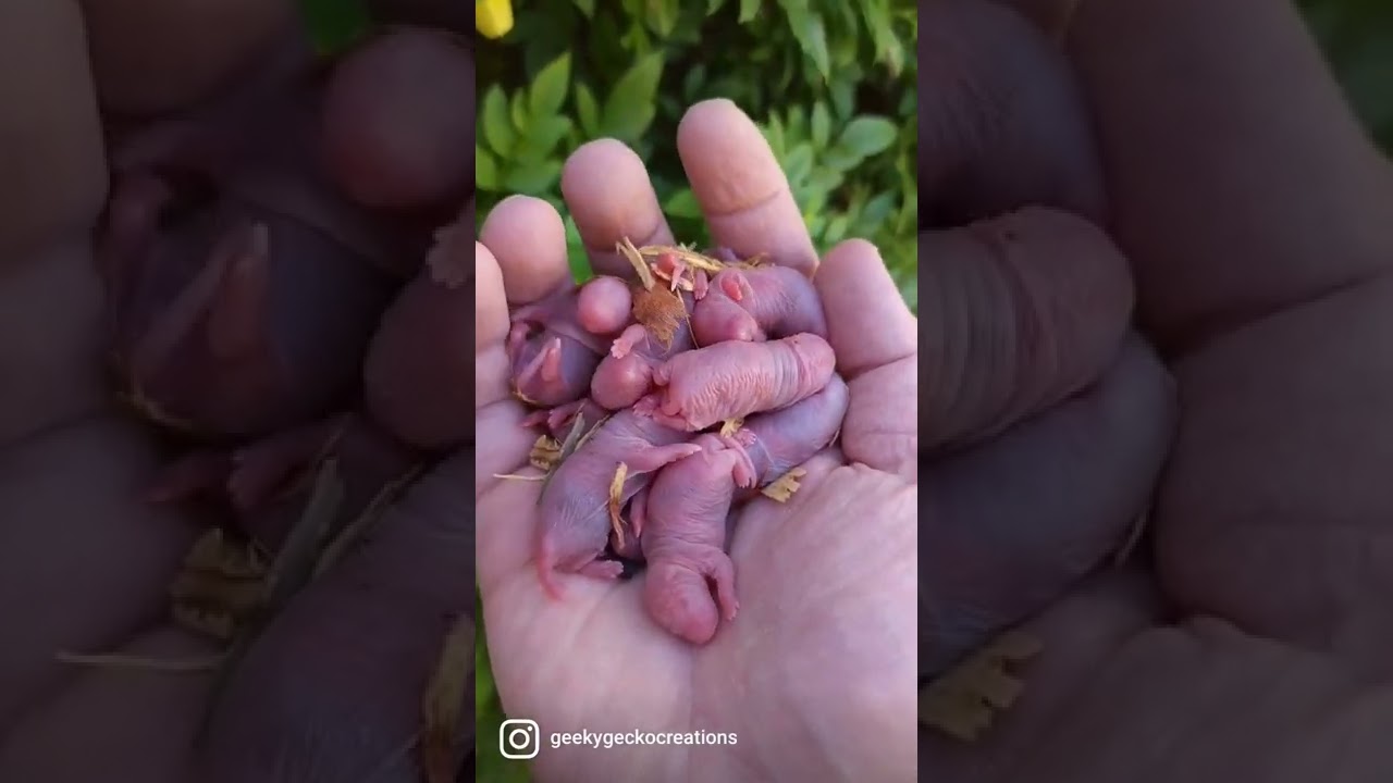Pinkies! 🐖 #rat #rats #babies #baby #babyanimals #cutebaby #cuteanimals #siblings #family #pets #pet