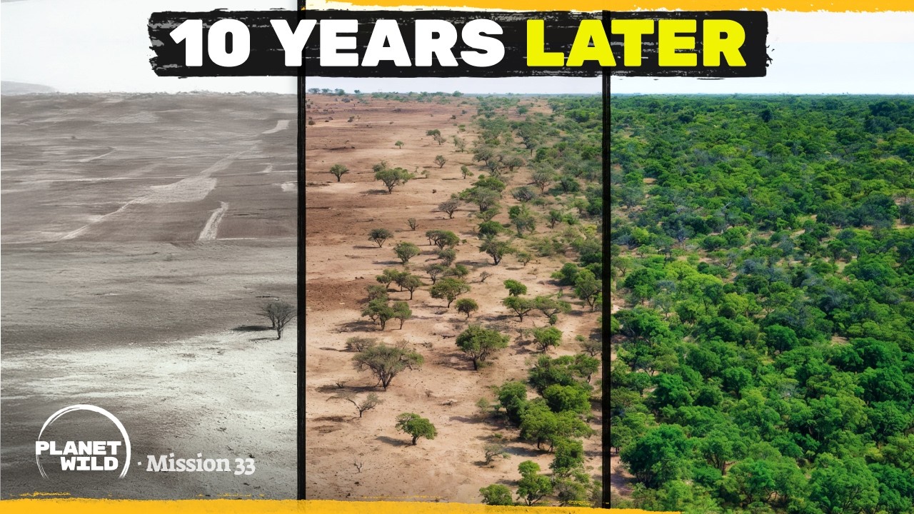We grew a forest WITHOUT planting a single tree