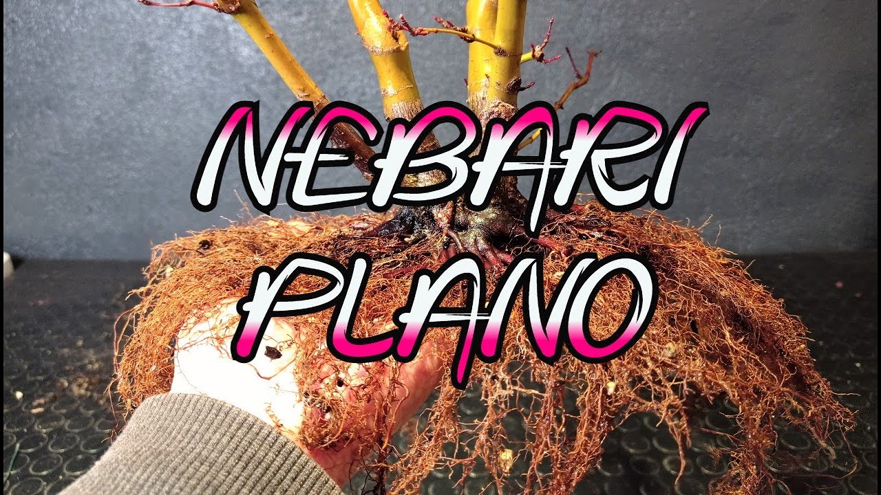 Nebari Plano en Acer Palmatum