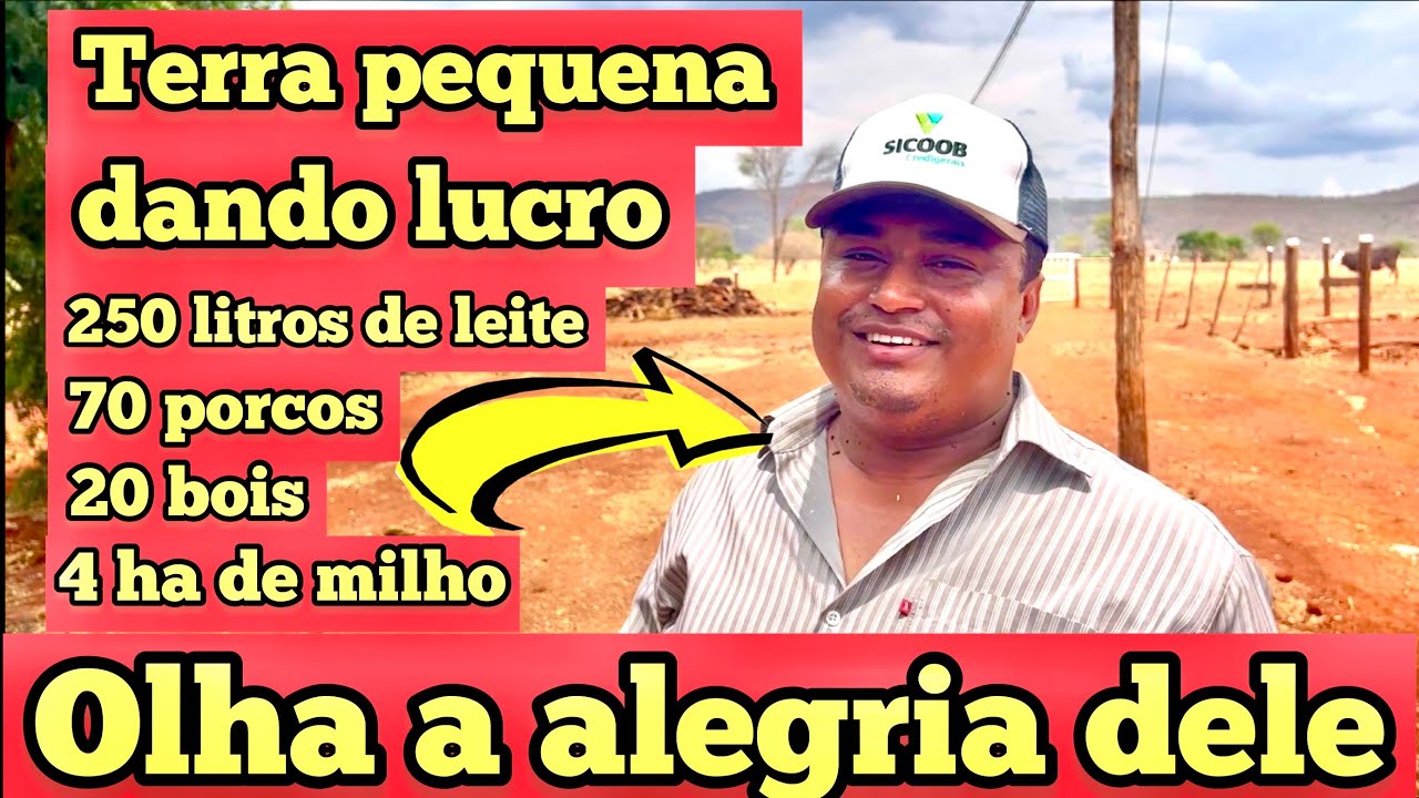 FAZ QUEIJO COM O LEITE | ENGORDA PORCO COM O SORO | ENGORDA BOI | VENDE SILAGEM DE MILHO | NO SÍTIO