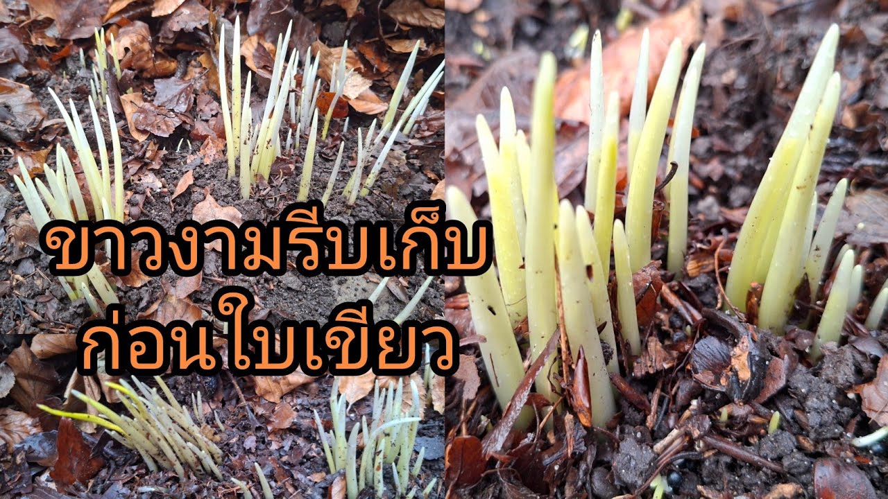 ขุดกระเทียมป่าออกเป็นดงหน่ออ่อนๆขาวๆรีบเก็บก่อนใบเขียว