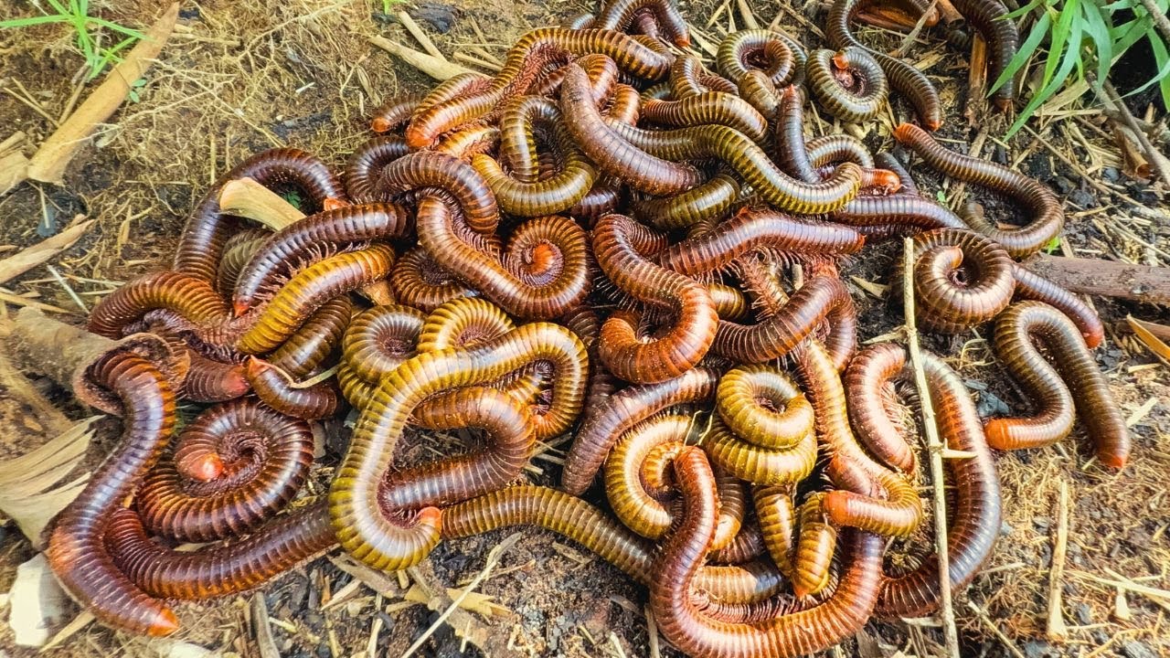 Clearing the Forest Released Thousands of Millipedes