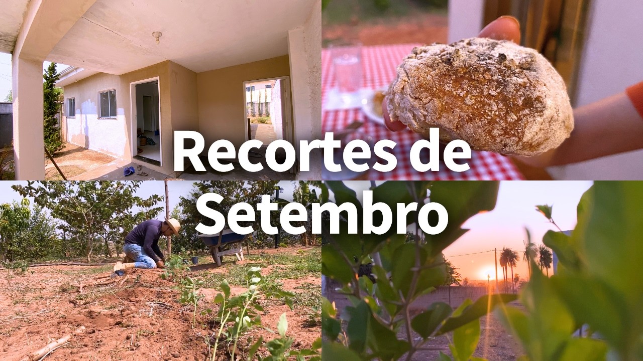 Vamos alugar a casa + Plantamos tomates + Assado de batata, frango e queijo