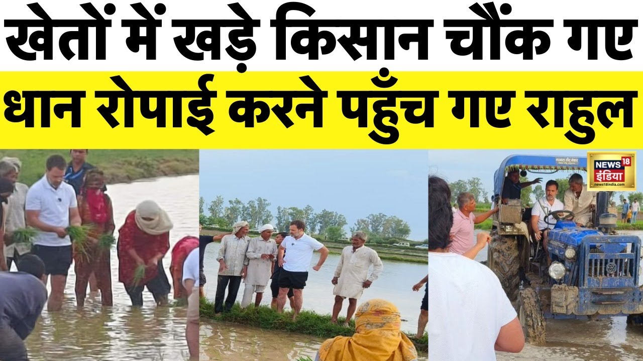 Rahul Gandhi : राहुल ने किसानों के साथ किया खेतों में काम | Farming | Viral Video | Sonipat | News18