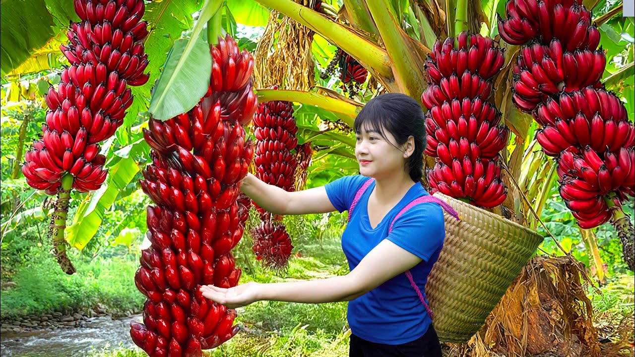 Amazing! Harvesting Sweet Homegrown Banana Goes To Market Sell- How to Make Vinegar From Ripe Banana