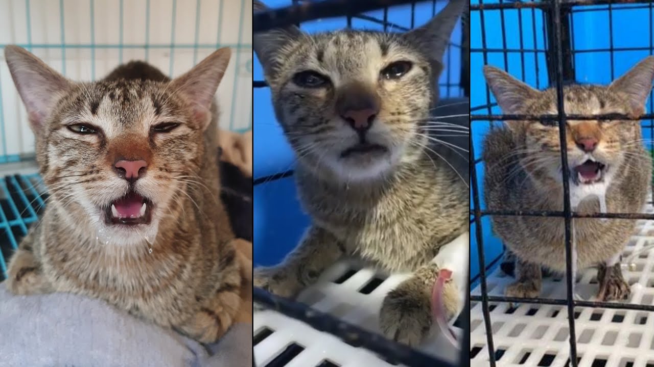 Megan's Update at the Vet - Symptoms of Cat High Fever and Cold CatsLifePH