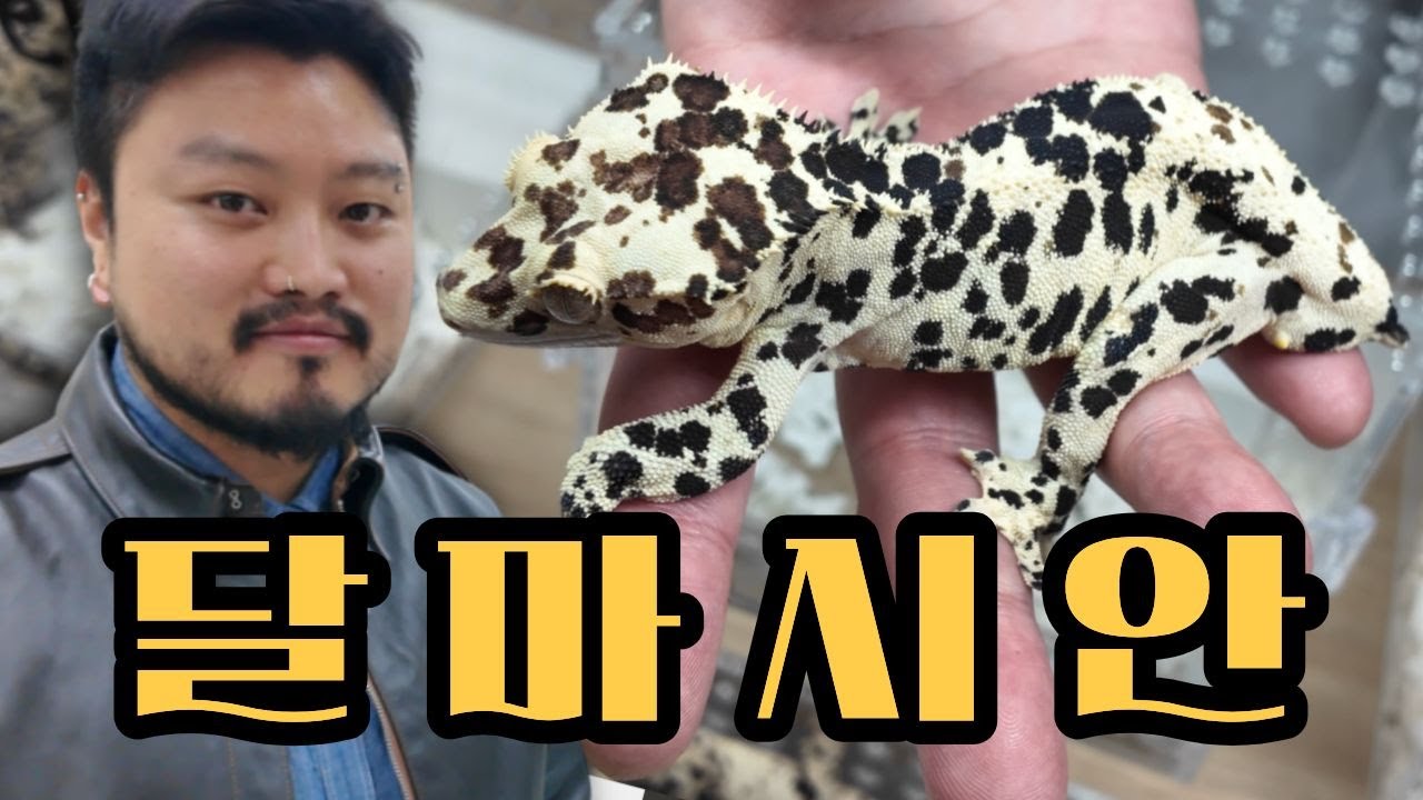 오직 달마를 위한 쇼!!!! 크레스티드게코 달마시안
