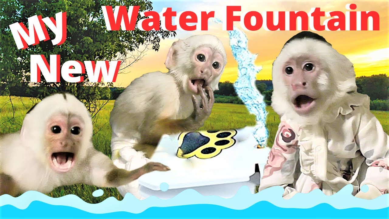 FUNNY!! 😂  Monkey Lillian Reacts To New Dog Fountain! | Capuchin Monkey